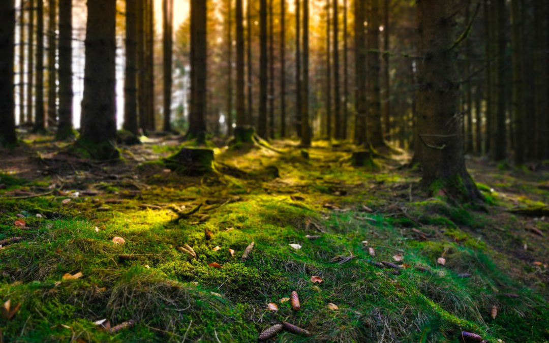 Fatti un bagno in natura con il Forest Bathing alle Melette