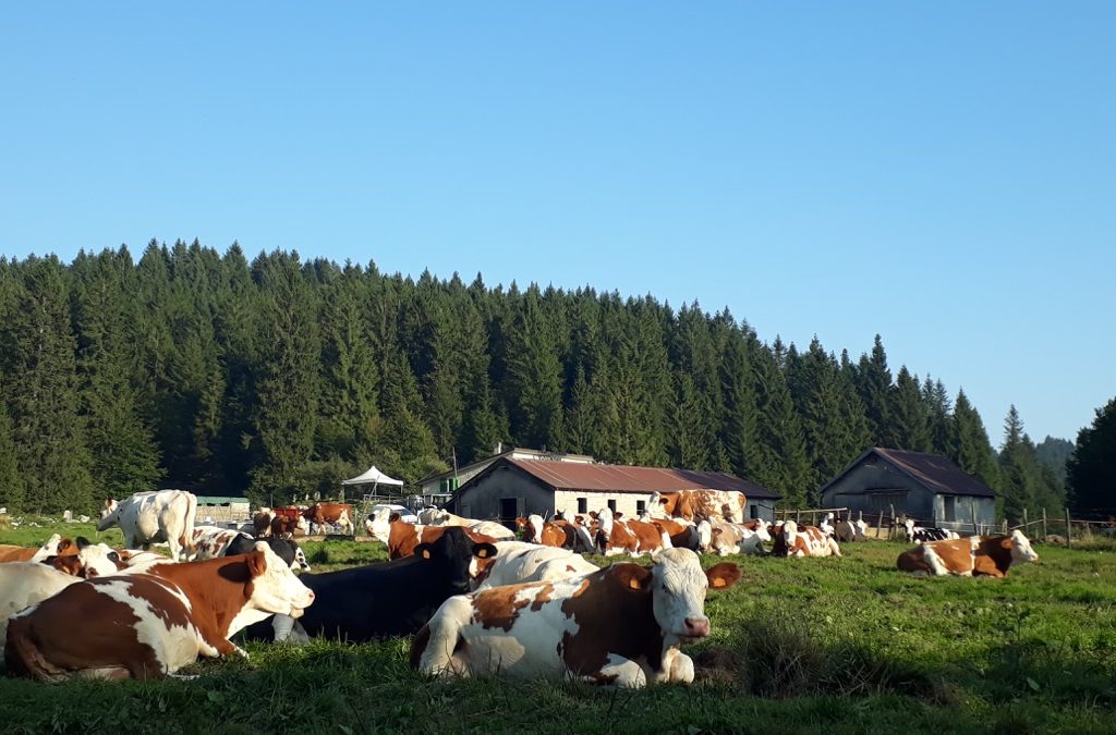 Ritorna #adotta una malga